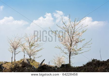 Cherry blossom scenery with beautiful sakura at Oku-Senbon of Yoshino, Nara, Japan, Asia.