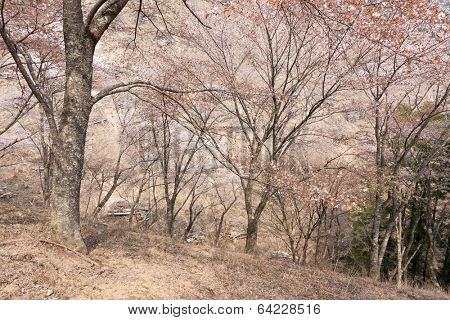Cherry blossom scenery with beautiful sakura at Oku-Senbon of Yoshino, Nara, Japan, Asia.