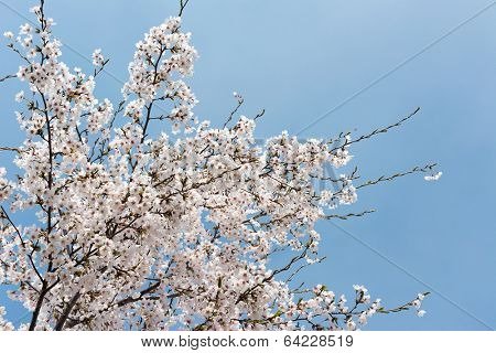 Cherry blossom scenery with beautiful sakura at Oku-Senbon of Yoshino, Nara, Japan, Asia.