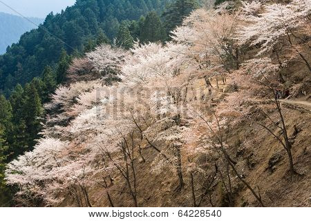 Cherry blossom scenery with beautiful sakura at Oku-Senbon of Yoshino, Nara, Japan, Asia.