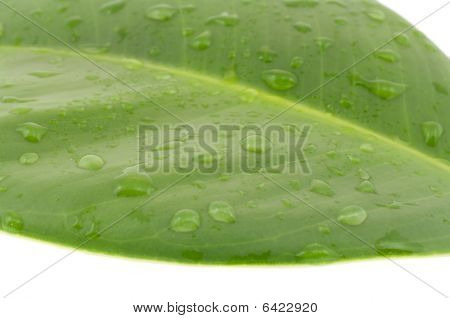 Vlhký list A Ficus Elastica