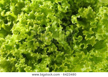 grøn krøllet salat