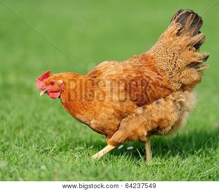 Chicken