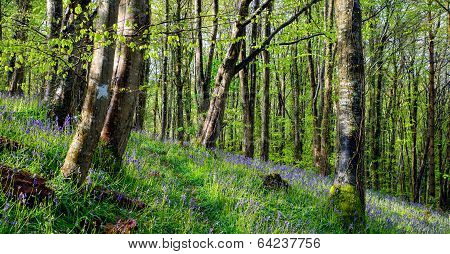 Magical Bluebell Woods