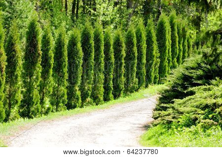 Thuja Alley