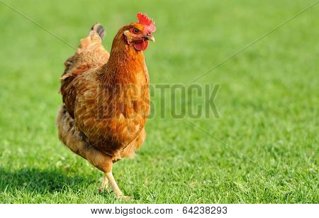 Brown Chicken