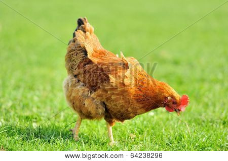 Brown Chicken