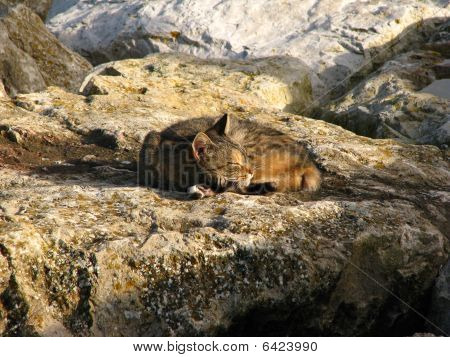 Gato