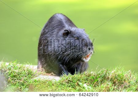 The Muskrat (ondatra Zibethicus)