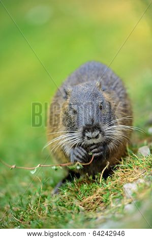 The Muskrat (ondatra Zibethicus)