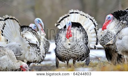 Turkey-cock