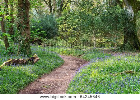 Bluebell Woods