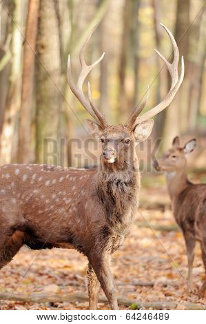 Deer