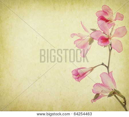 bauhinia flower on Grunge Abstract Background