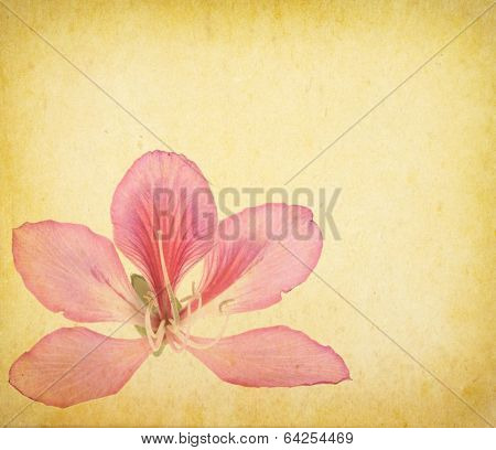 bauhinia flower on Grunge Abstract Background