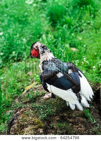 Beautiful Muscovy Duck
