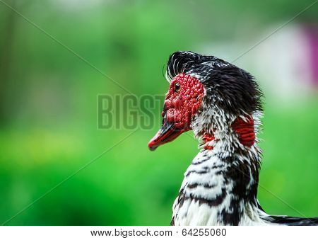 Beautiful Muscovy Duck