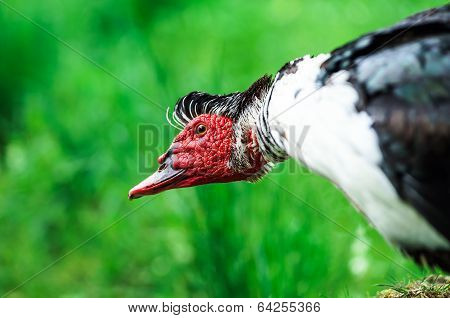 Beautiful Muscovy Duck
