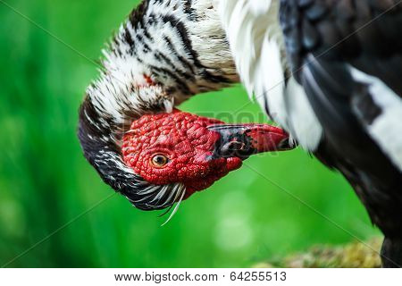 Beautiful Muscovy Duck