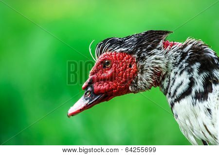 Beautiful Muscovy Duck