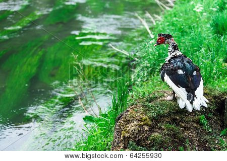 Beautiful Muscovy Duck