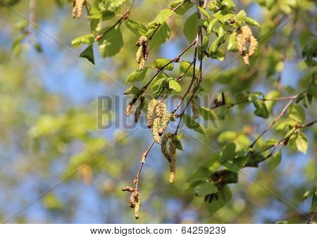 Pollen Aments On Birchtree In Spring