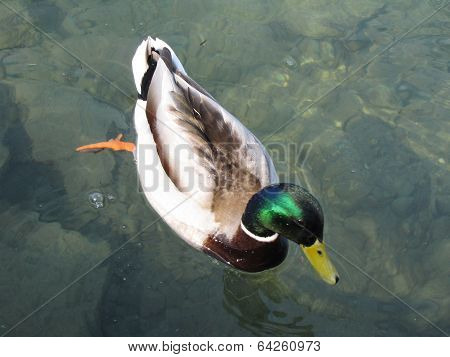 Duck On The Lake