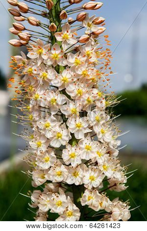Foxtail Lily (eremurus) Flowers