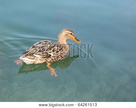 Duck Swims On The Lake