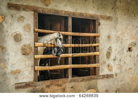 Goats in a window