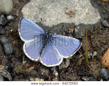 Echo Azure Butterfly with Wings Open