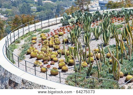 Cactus Garden
