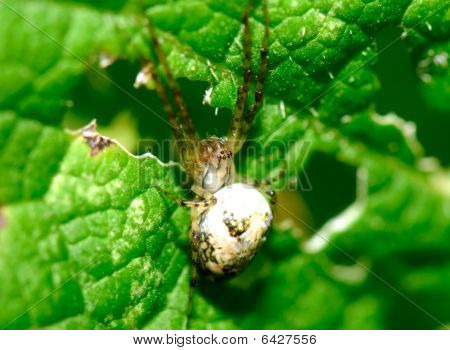 La araña