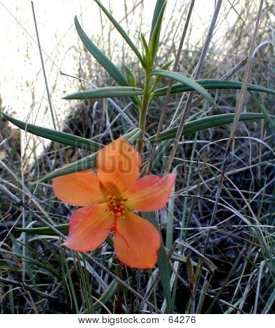 Pomarańczowy Fameflower