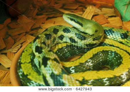 Serpente