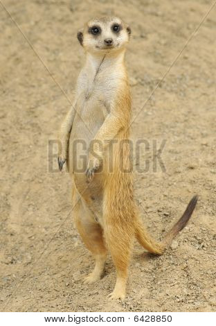 Suricata mirando