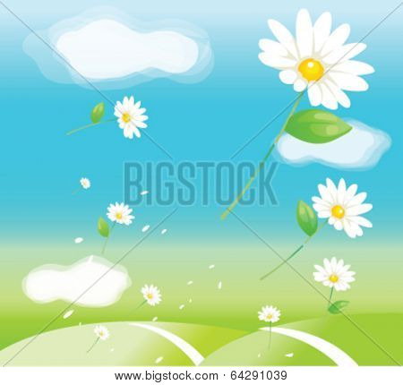 Daisy flowers in air