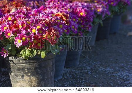 Zinnia