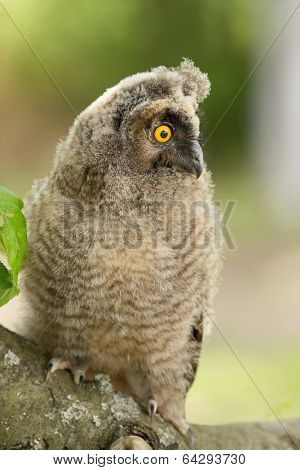 Long-eared Owl
