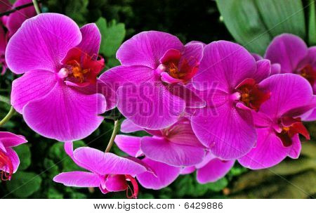 Orquídeas moradas