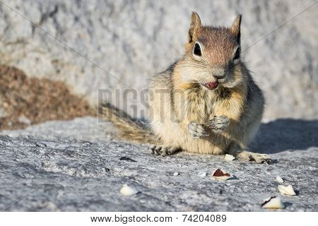 Chipmunk Close Up