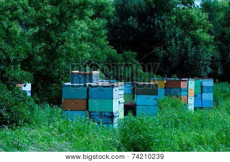 Bee Hives