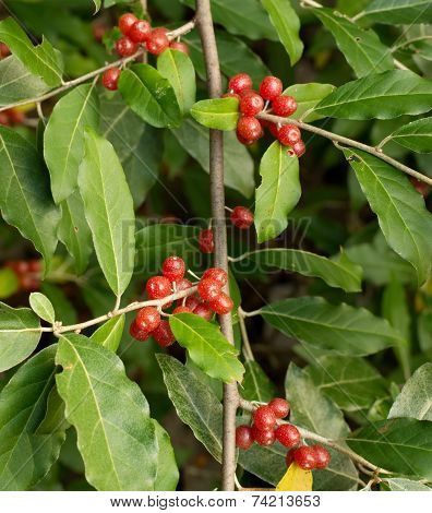 Ripe Autumn Olive Berries (elaeagnus Umbellata) Growing On A Branch