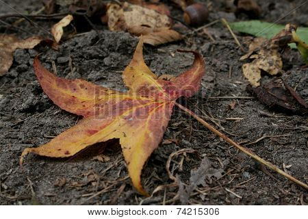 A Fallen Leaf
