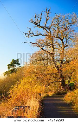 Autumn Pathway. Landscape With The Autumnal Trees.