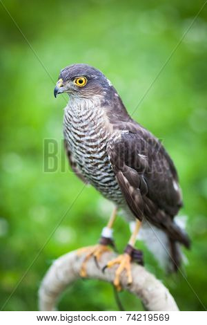 Eurasian sparrowhawk