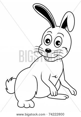 rabbit