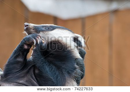 Portrait of young badger animal