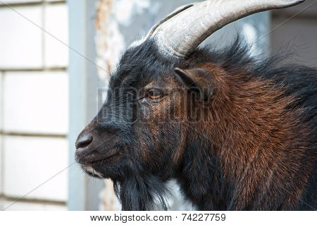 Sheep ram with large horns closeup portrait