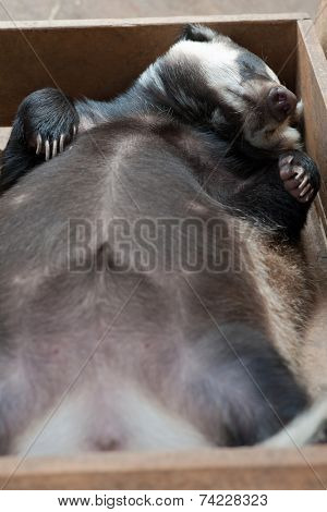 Funny sleeping young badger animal